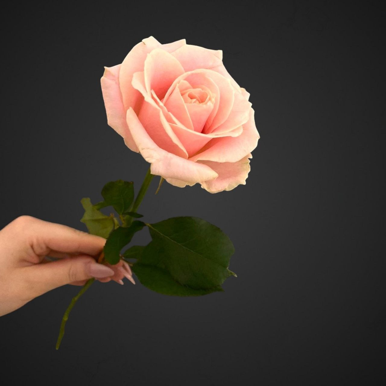 Розы — купить в Аксае