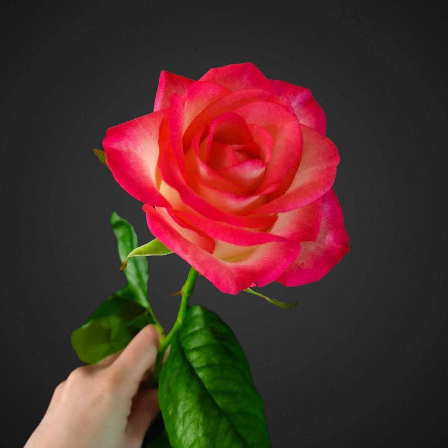 Роза Джумилия (белая с розовой окантовкой)