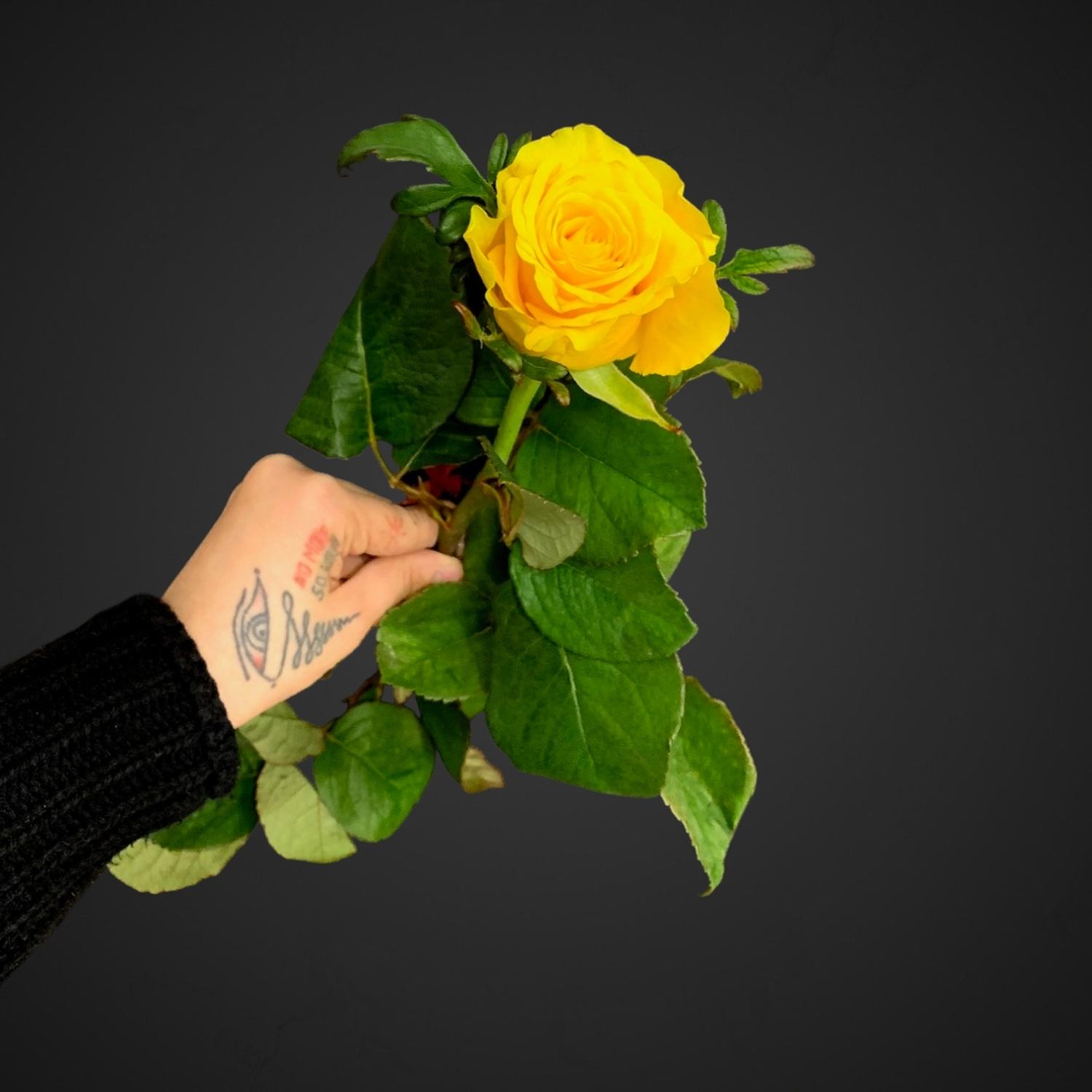 Роза ОлРайт (желтая)