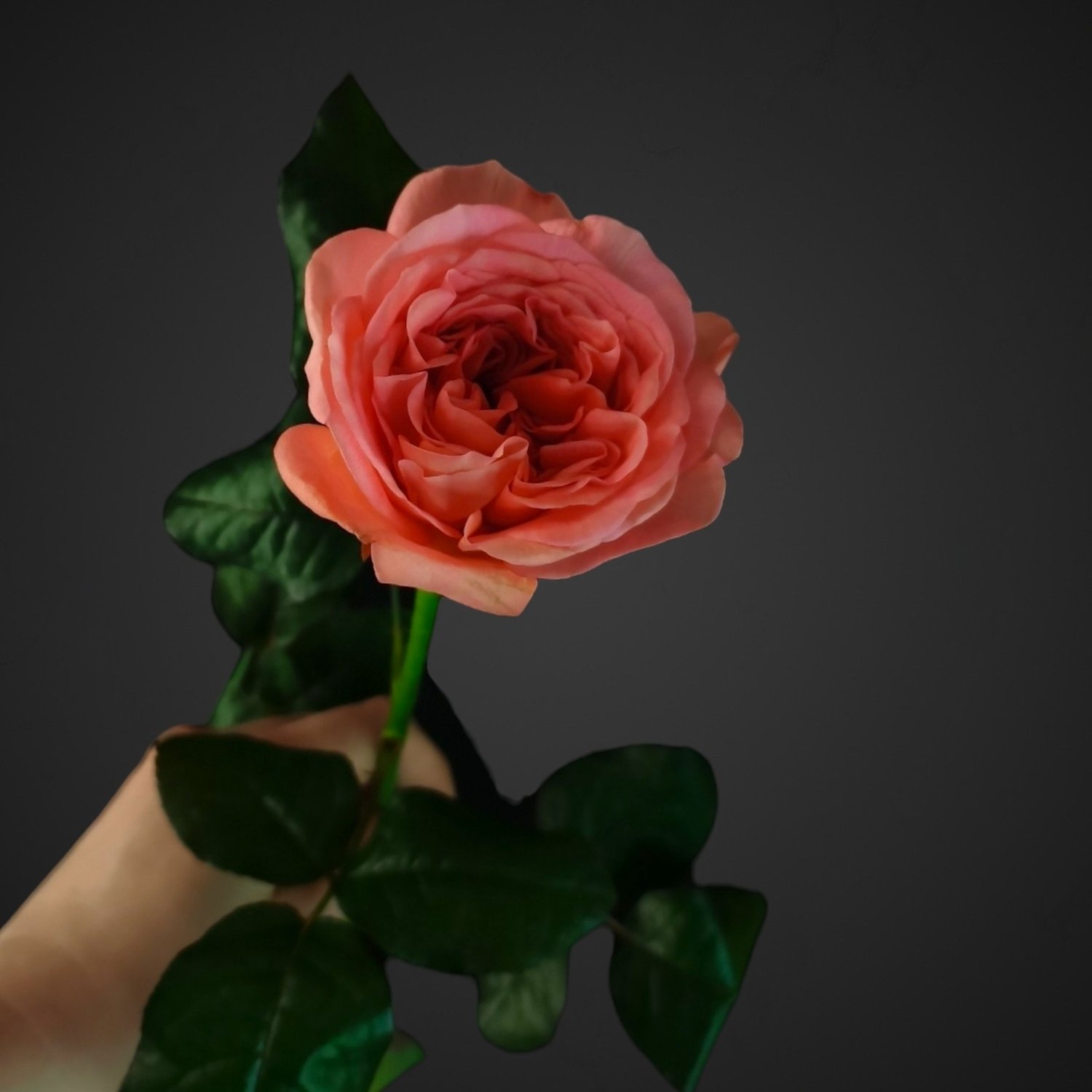 Роза Лондон Ай нежно-розового цвета, идеальный выбор для покупки с доставкой в Аксай