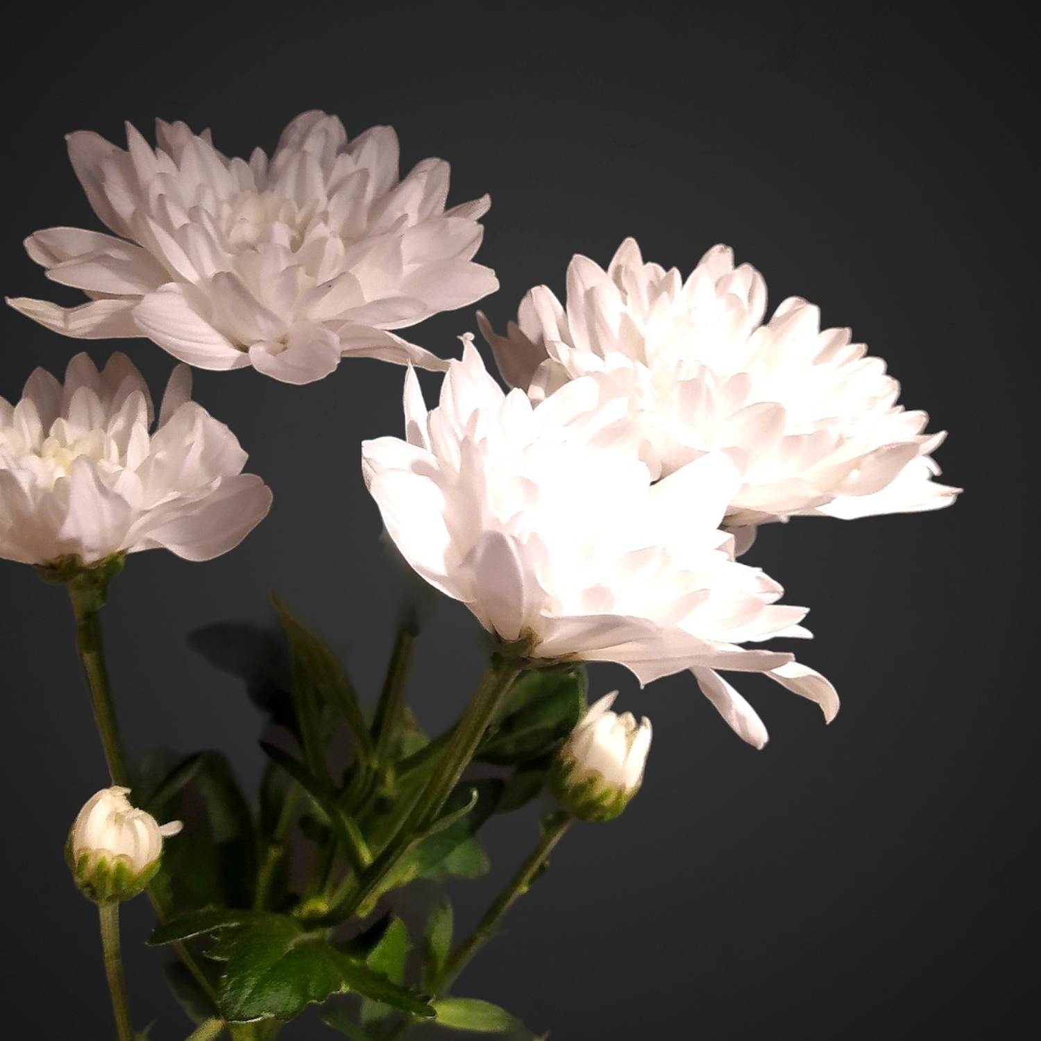 Хризантема кустовая