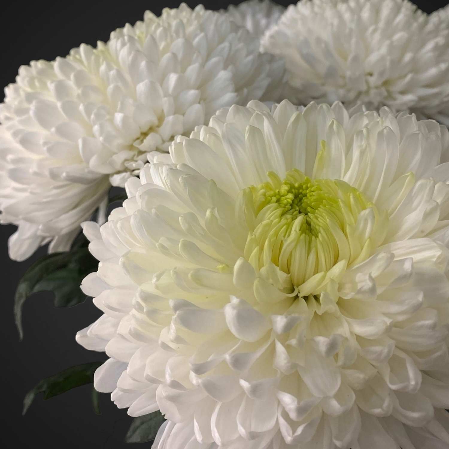 Хризантема одноголовая