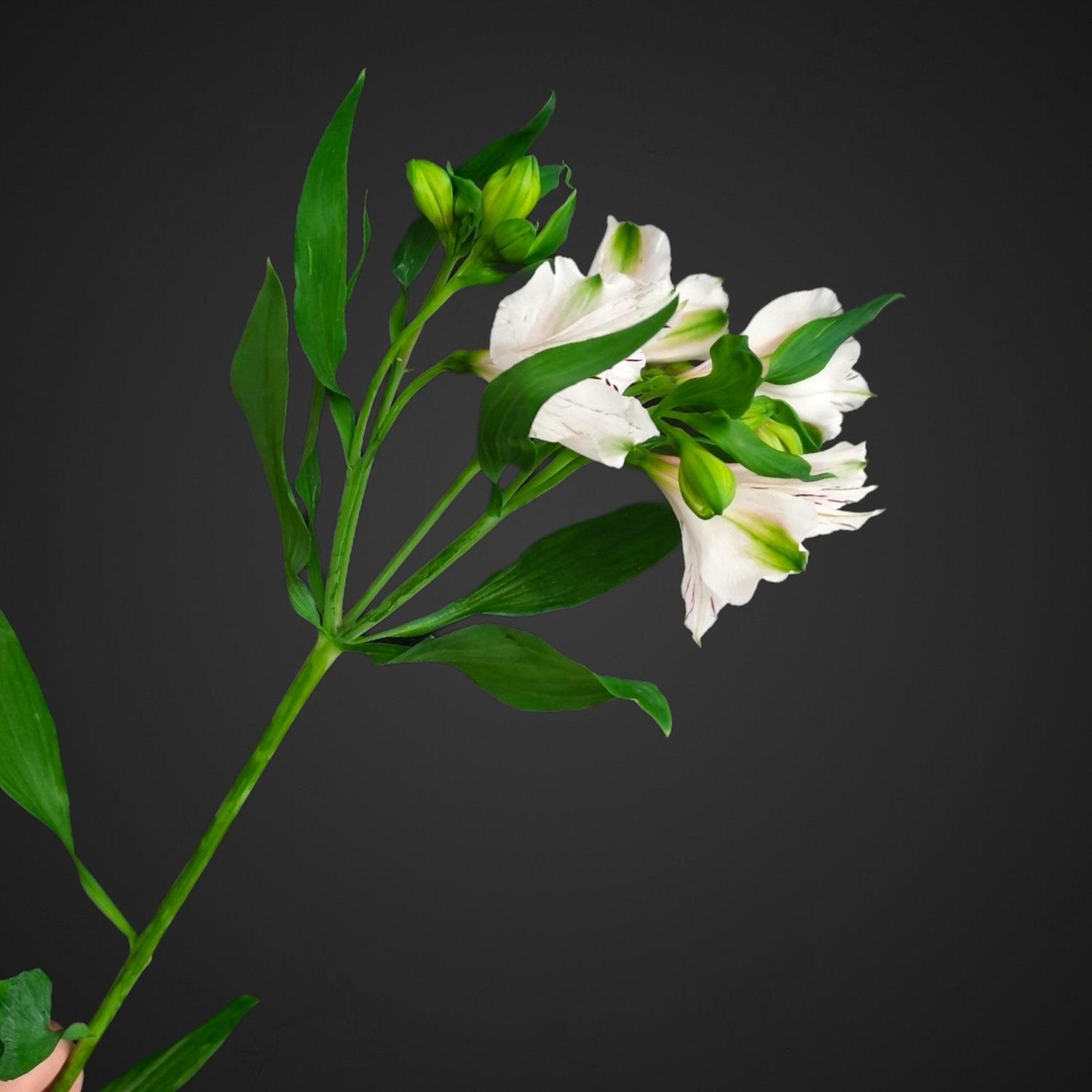 Альстромерия