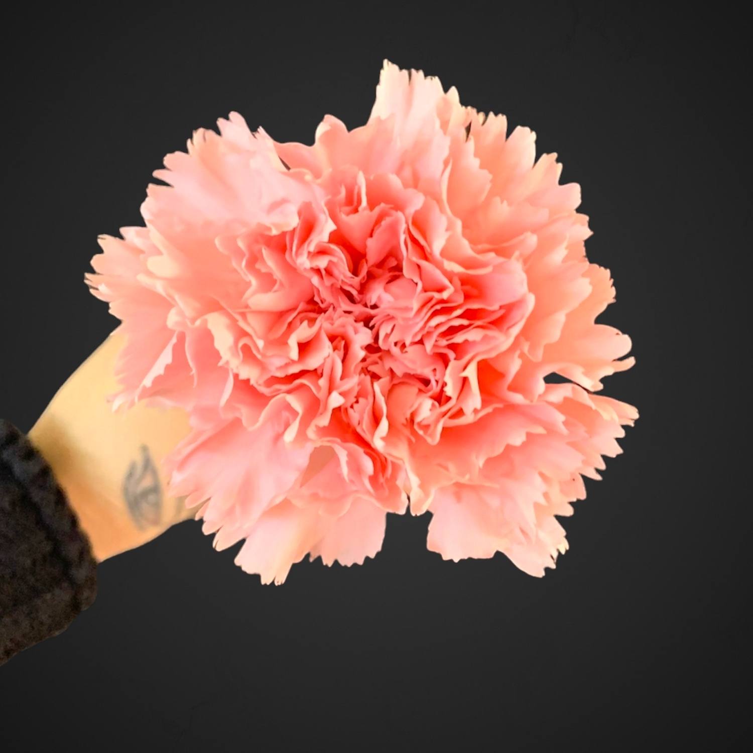 Гвоздика одноголовая